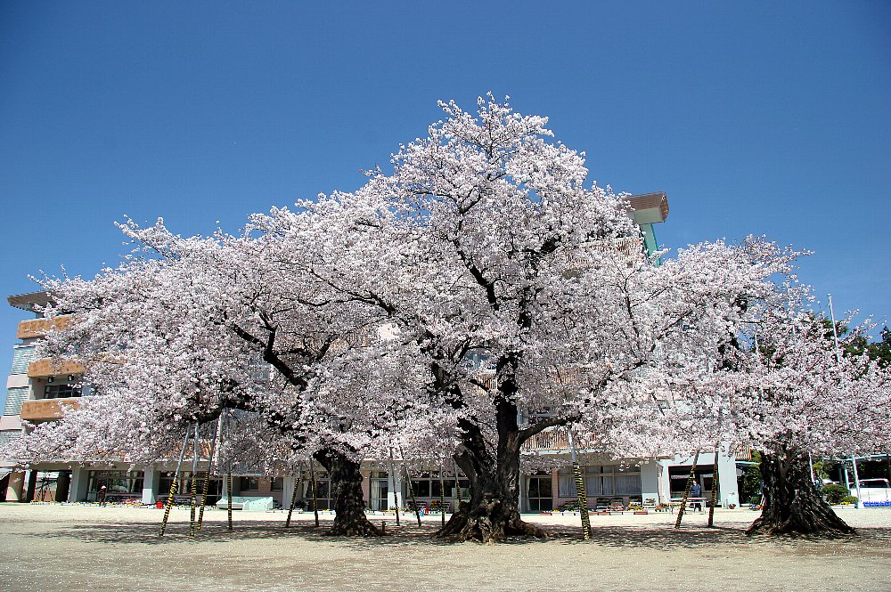 真鍋の桜　その1