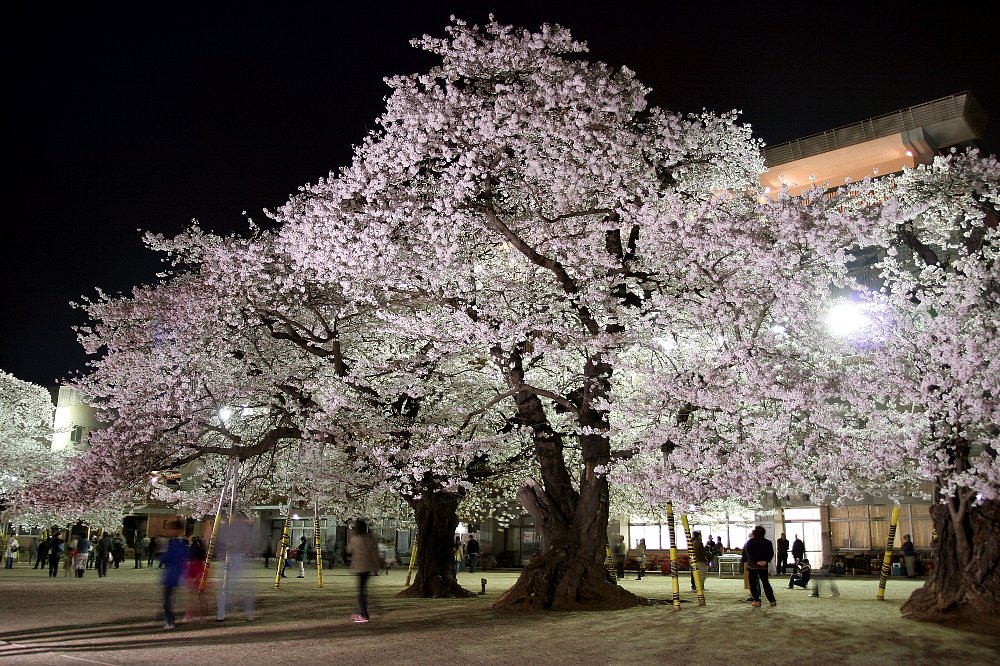 真鍋の桜　その2